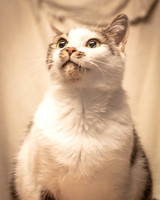 Darlington  Cats-8192
