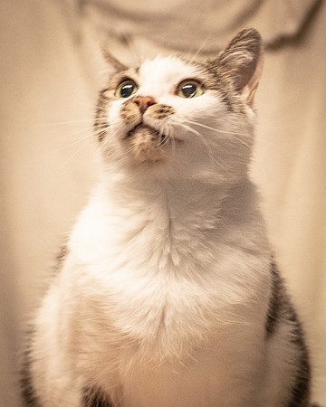 Darlington  Cats-8192
