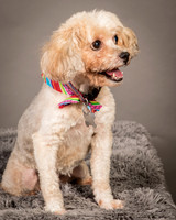 Foster Kya-8358