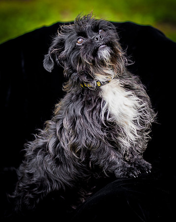 Foster Lady Elaine-8522