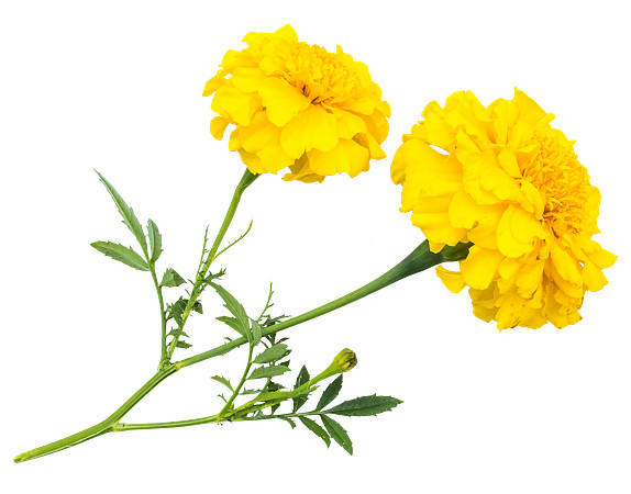 Flower_1