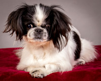 Foster Gypsy Rose-7708