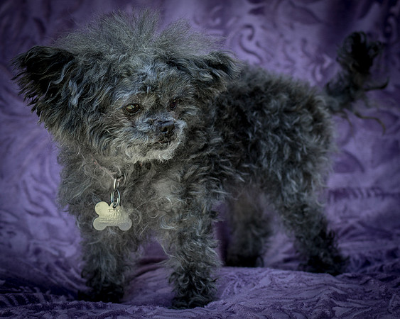 Foster Vivienne-9298