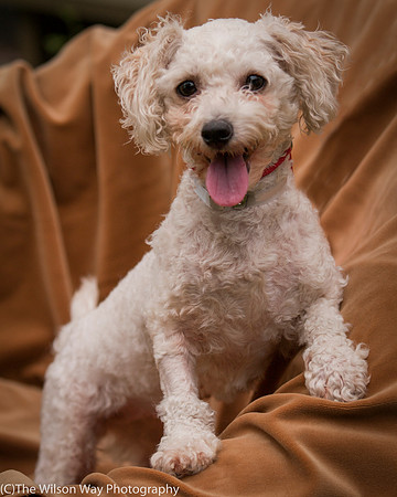 Foster Emmy Lou-3219