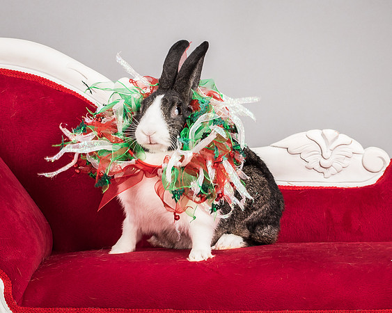 Foster Rabbit Penelope-4781