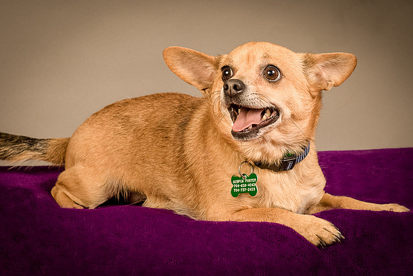 Foster Dobby-8157