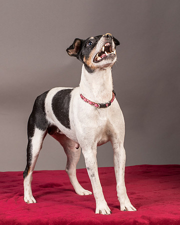 Foster Pollyanna-3843