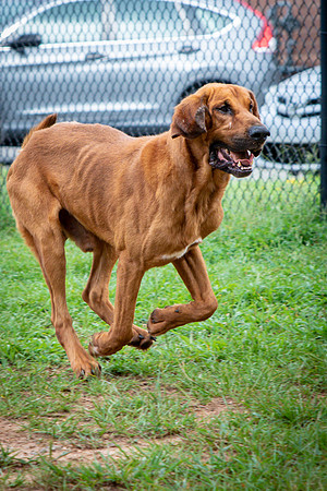 Roscoe-0667