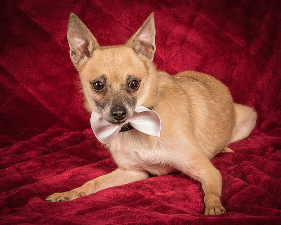 Foster Kiwi-8721