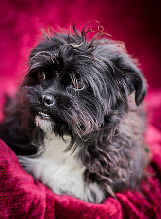 Foster Lady Elaine-8571