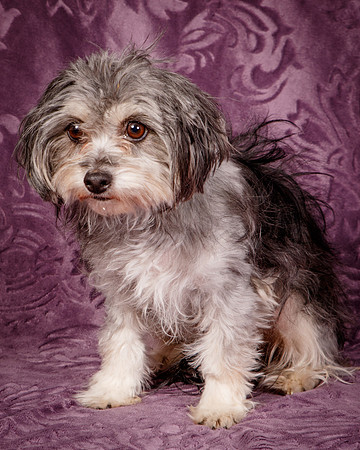 Foster Alex-6251