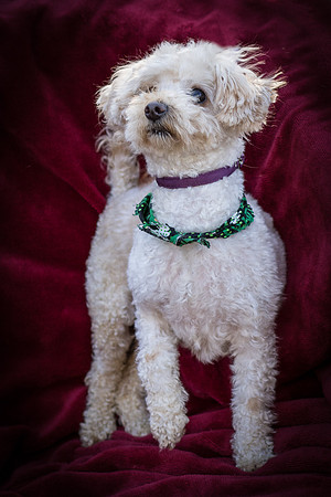 Foster Annalise-0547
