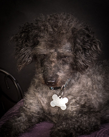 Foster Mokey-1495