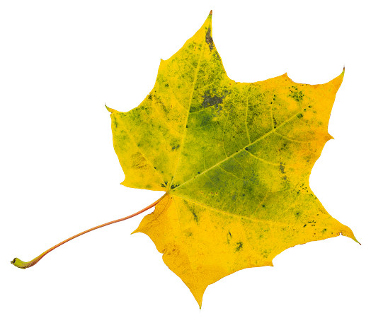 Leaf_43