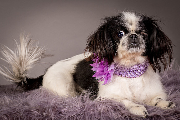 Foster Gypsy Rose-7936