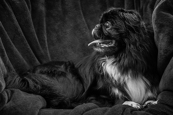 Foster Prince-0998