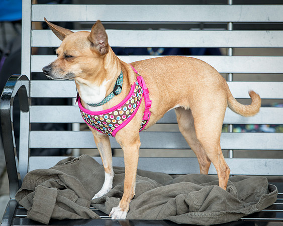Foster Metta-9855