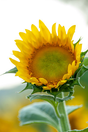 sunflowers-2029