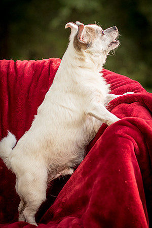 Foster Petey-9376