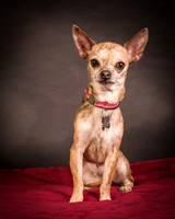 Foster Selina-1061