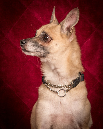 Foster Kiwi-8293