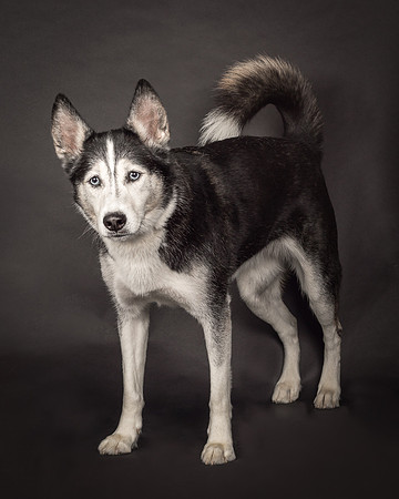 Bella-2408