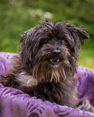 Foster Sammy-8313