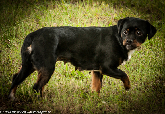 Foster Opal-2460