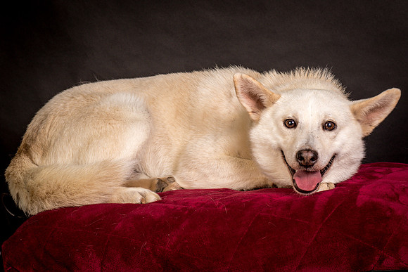 Foster Apache-0554