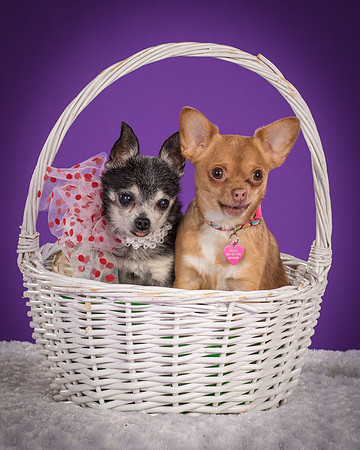 Rhumba and Hula-5490