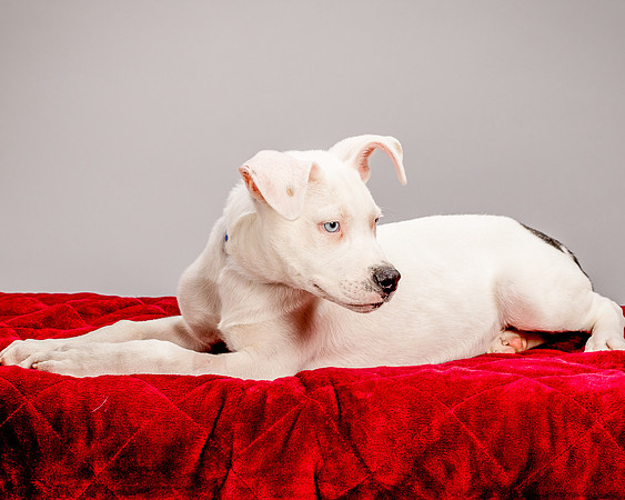 Foster Alvin-4778