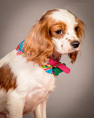 Foster josephina-3934