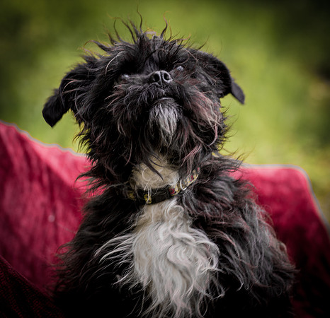 Foster Lady Elaine-8549