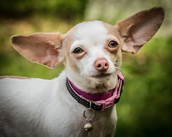 Foster Mrs C-8143