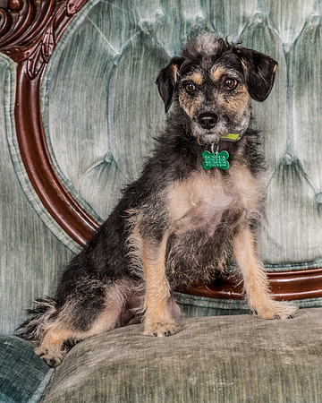 Foster Triscuit-5482