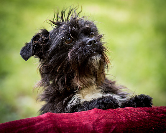 Foster Lady Elaine-8575