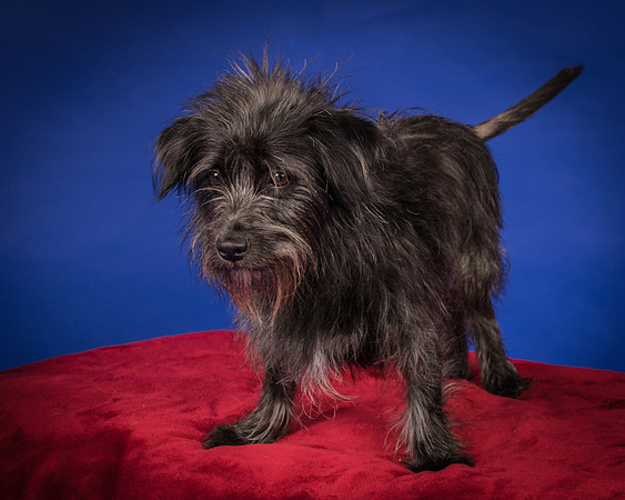 Foster Phoenix-7039