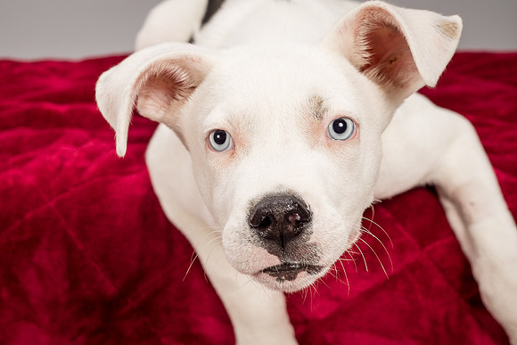 Foster Alvin-4749