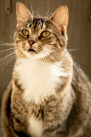 Darlington  Cats-9443