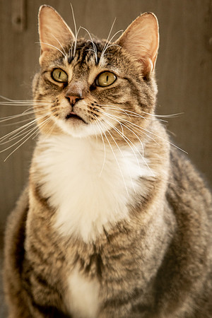 Darlington  Cats-9443
