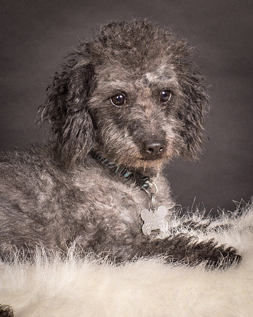 Foster Mokey-1746