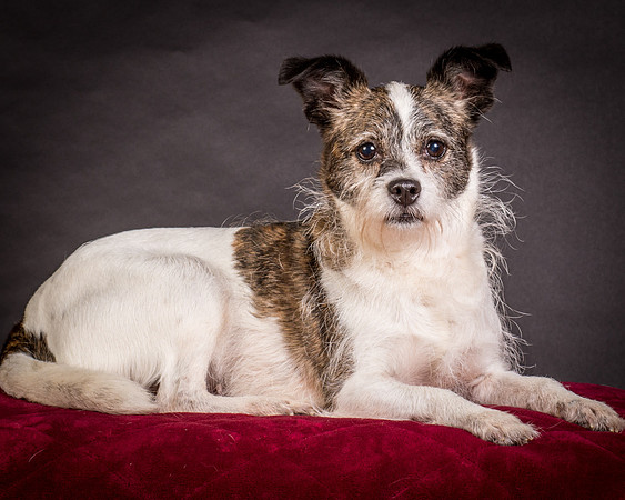 Foster Sinclair-9718