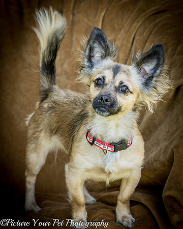 Foster Delphine-6396