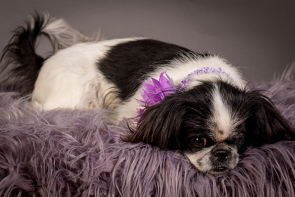 Foster Gypsy Rose-7921