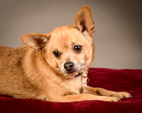 Foster Dobby-8217