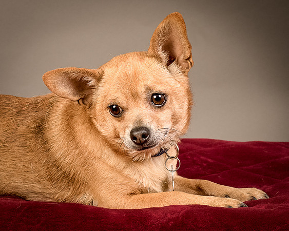 Foster Dobby-8217