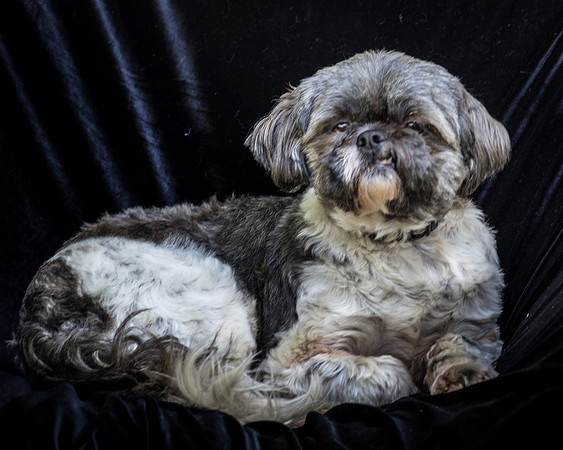 Foster Misha-8477