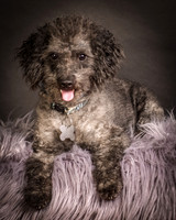 Foster Mokey-1312