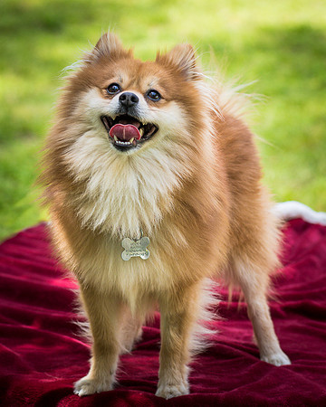 Foster Quincy-7782