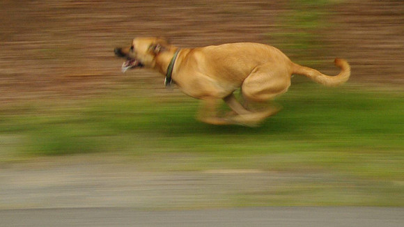 Roxy Running9_001